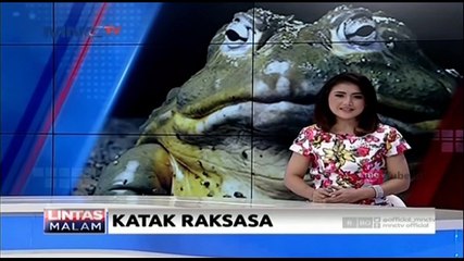 Katak Raksasa Gemparkan Warga Sulsel