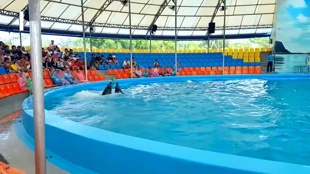 Chú voi con ở bản đôn, Chú ếch con Remix, Xiếc cá heo - Nhạc thiếu nhi vui nhộn hay nhất