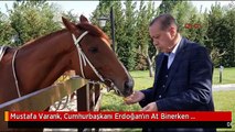 Mustafa Varank, Cumhurbaşkanı Erdoğan'ın At Binerken Fotoğraflarını Paylaştı