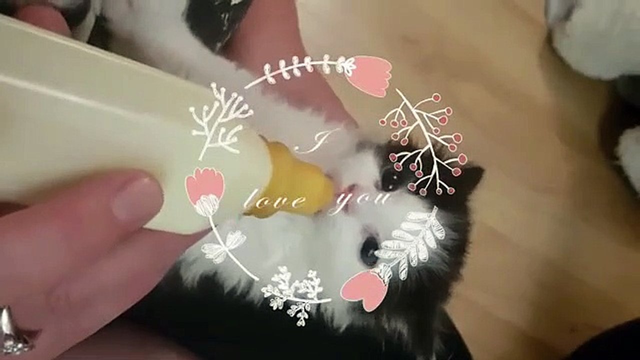 Ils trouvent un chaton abandonné par sa maman, regardez la façon dont il bouge ses oreilles lorsque ses sauveteurs le no