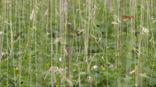 Diyarbakır'da Seracılar Salatalık Üretimine Ağırlık Verdi