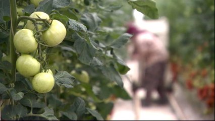 Turkish farmers affected by Kremlin’s sanctions