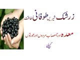 (Barberries),Taqat Meda Aur Asaab Mardon Aur Ayrton K Liy Urdu Hindi Punjabi