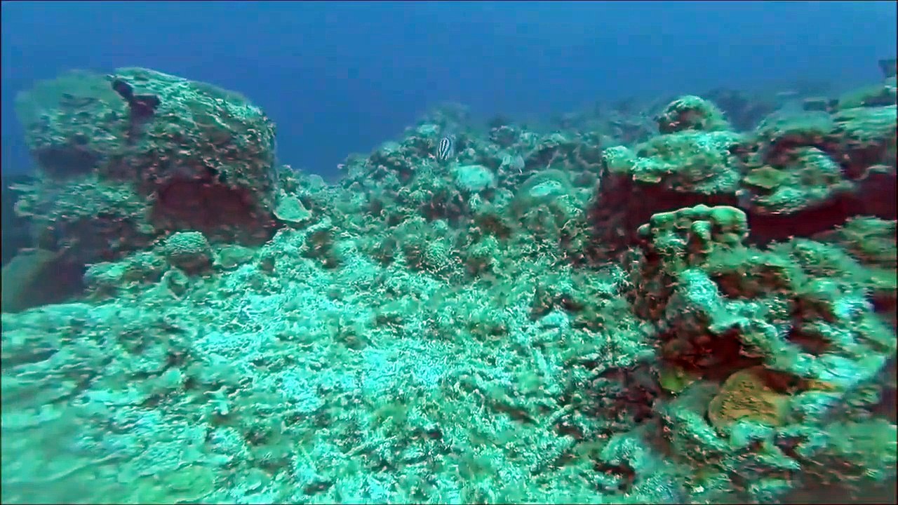 Ce plongeur a la chance de pouvoir caresser un poisson sous l'eau