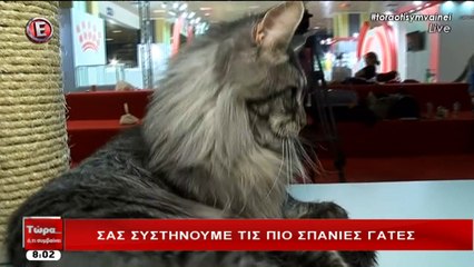 All About Cats - Το Φεστιβάλ για γάτες στην Αθήνα 2η μέρα (Etv, 7/5/17)