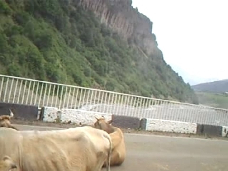 Petites vaches sur la route militaire