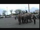 ELEPHANTS ATLANTES