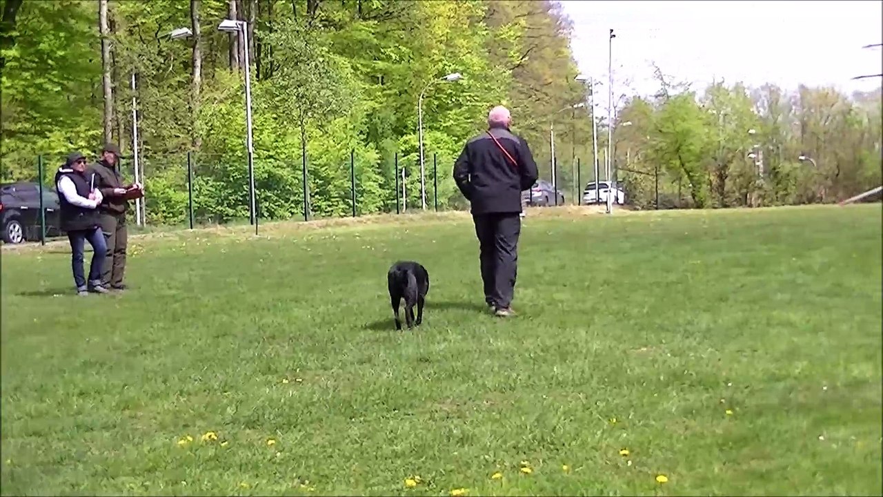 Pssv 2 saarbrücken begleithundeprüfung (bh / vt ) 23.04.2017