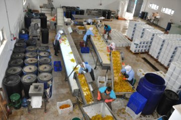 Sındırgı'nın 'Ev Tipi Turşu'su  Dünya Sofralarına Girdi