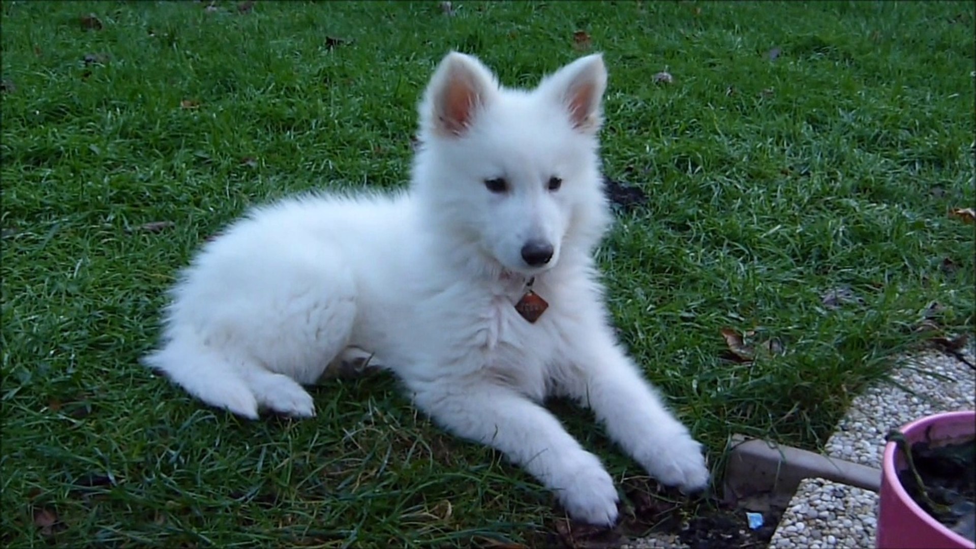 Berger Blanc Suisse A Poil Long Hasko 12 Semaines Video Dailymotion
