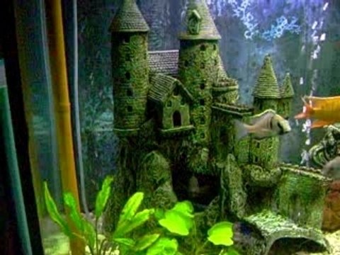 aquarium 320 l cichlidés