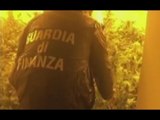 Ostuni (BR) - Coltiva marijuana rubando energia elettrica, arrestato (06.05.17)