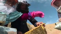 Queen bees_ how honey co-ops help Afghan women take contr