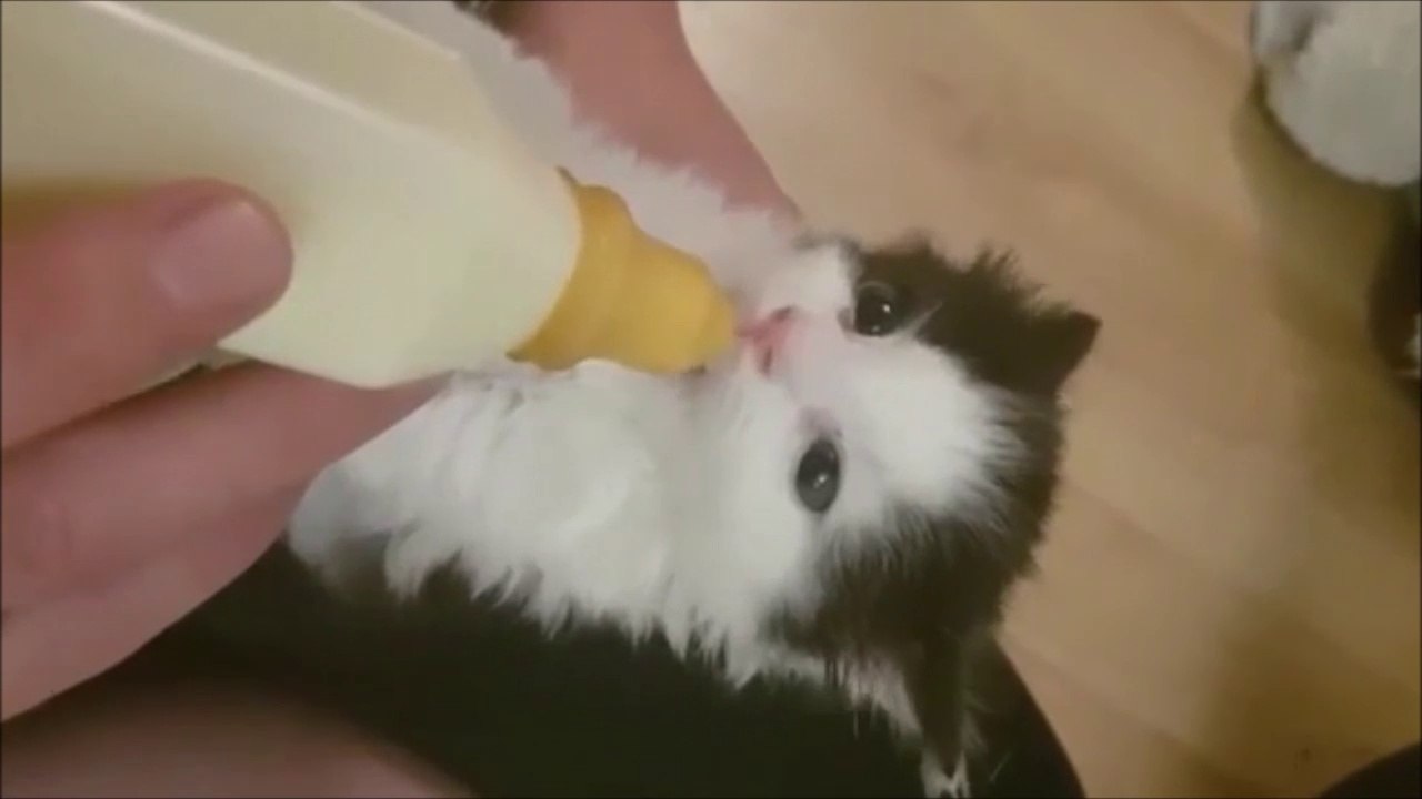 Quoi de plus mignon que ce chaton nourrit au biberon... ADORABLE