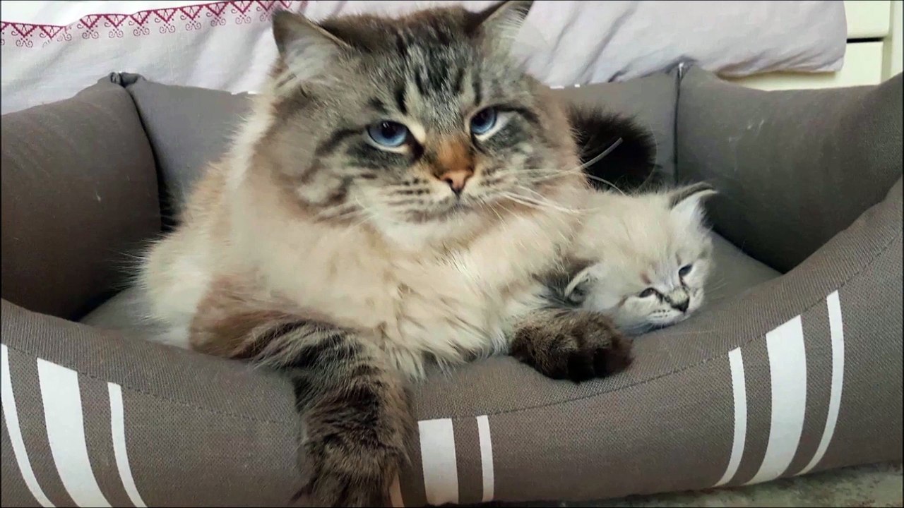 Chatons sibériens à un mois