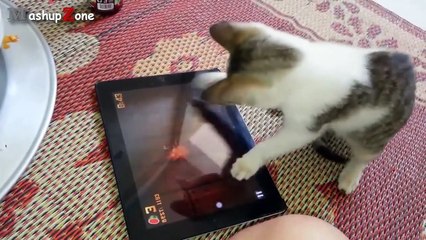 Most Funny Cats And Dogs Playing Fruit Ninja Compilation
