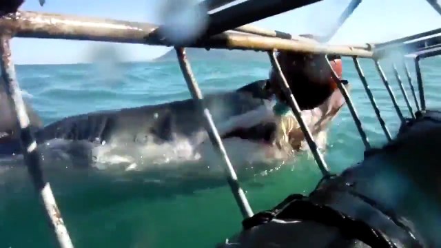 Shark Attacks The Cage With Tourists