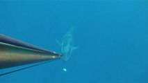 Spearfishing - Fabrizio Carletti - ITALIA - Pescasub Tonno ingordo
