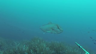 Spearfishing - Chasse en Corse 2015 - David Joubin - CORSE - Video Award 2016