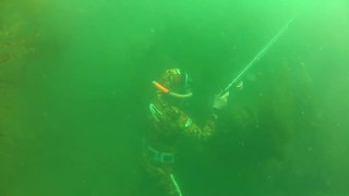 Spearfishing - Chasse sous marine Bars et maigre en Atlantique - Gislais Jean Yves - FRANCE - 2016
