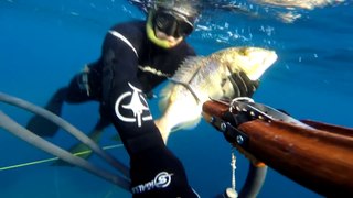 Spearfishing - CHASSE SOUS MARINE BEST OF 2015 - Claude Luccioni - Corse - Video Award 2016