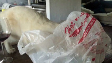 Ce chat va regretter d'entrer dans le sac...