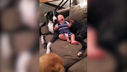 Il est tellement bien ce coussin... Bébé qui dort sur le chien. Leave your like and sign up here on the channel. thank you!