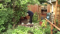 Endangered hedgehogs make themselves at home in UK gardens