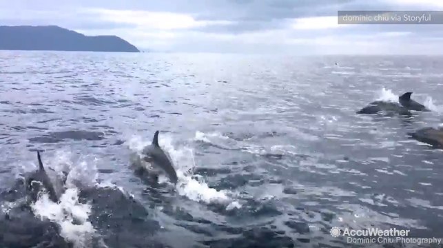 Dolphins chase speeding boat off Tasmanian coast