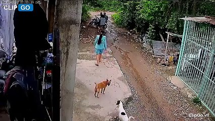 Người phụ nữ bất lực đuổi theo 2 thanh niên đi Exciter trộm chó