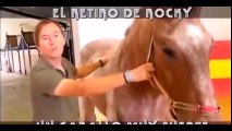 Rocky, el caballo jubilado - Toros para Todos bullfighting festival Crazy bull attack people #312
