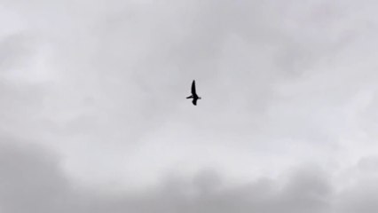 Man points camera to the sky. Spots something not seen in millions of years!