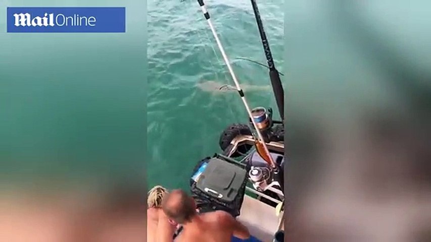 Un australien essaie de battre un requin comme un cow-boy !! Mais le requin lui morde la jambe