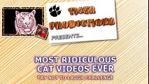 FUN CHALLENGE- Try not to laugh - The FUNNIEST CAT videos EVER
