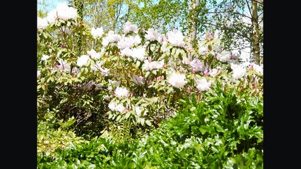 #1 | VISITING HESTERCOMBE GARDENS | WELCOME TO MY CHANNEL!