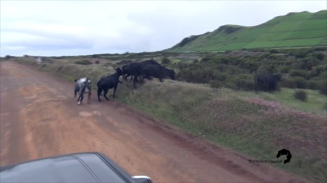 TOUROS E TOURADAS sem limites