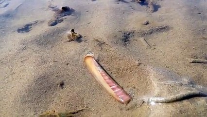 Ce scientifique tombe sur un couteau dans l'eau, mais quand il voit ce phénomène, il est obligé de filmer la scène !