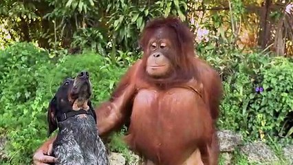 Tout le monde doit voir cette vidéo!
