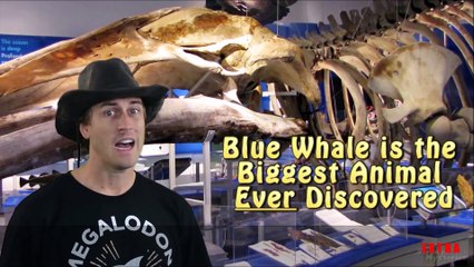 BIGGEST Animal EVER Recorded in the Ocean Depths?
