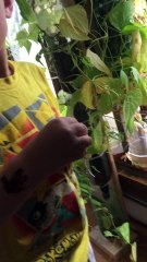 Belle petite récolte de fèves de notre jardin vertical !!!