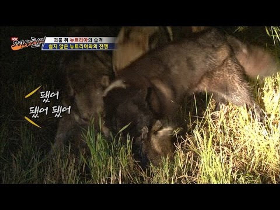 뉴트리아 VS 사냥개 3마리, 승자는?[뉴 코리아 헌터] 1회 20160609