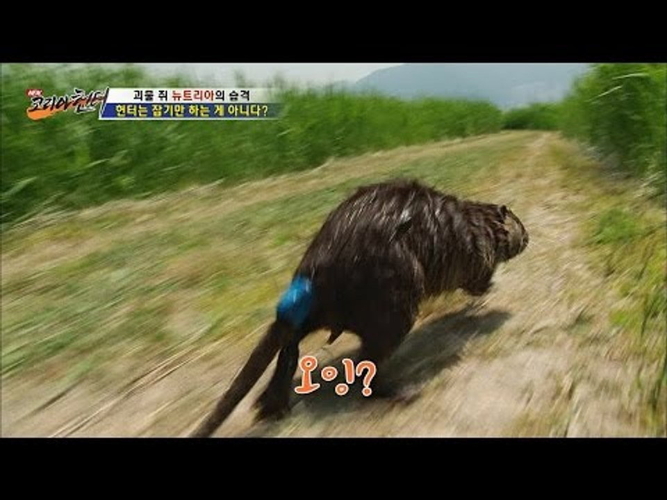 잡은 뉴트리아를 풀어준다? 대체 왜?[뉴 코리아 헌터] 1회 20160609