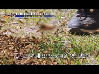 벌들이 사나워진 이유는?[뉴 코리아 헌터] 1회 20160609