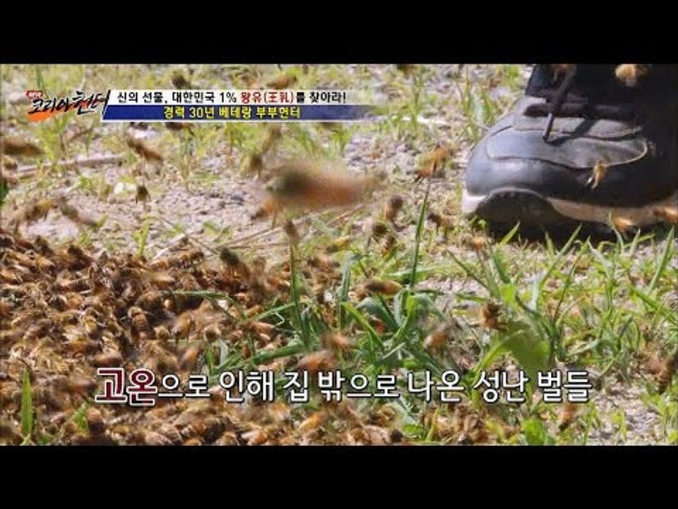 벌들이 사나워진 이유는?[뉴 코리아 헌터] 1회 20160609