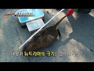 일반 생쥐 300배, 괴물쥐 뉴트리아![뉴 코리아 헌터] 1회 20160609