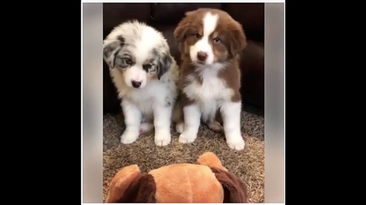 Dogs vs Toy