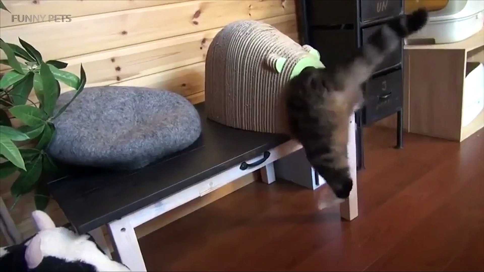 ⁣FUNNY and CUTE PETS 2017 [Funny Pets]