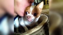 Funny Dog Vines ► Funny Dogs Compilation 2017 Try Not to Laugh! feat Funny Animals, Funniest Pets