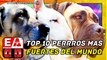 TOP 10 RAZAS DE PERROS MÁS FUERTES DEL MUNDO