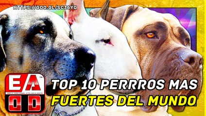 Download Video: TOP 10 RAZAS DE PERROS MÁS FUERTES DEL MUNDO